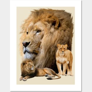 Lions Posters and Art